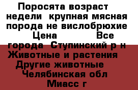 Поросята возраст 4 недели, крупная мясная порода(не вислобрюхие ) › Цена ­ 4 000 - Все города, Ступинский р-н Животные и растения » Другие животные   . Челябинская обл.,Миасс г.